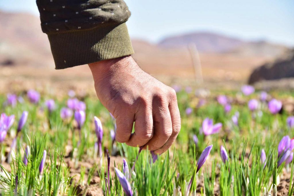 آنچه که درباره کاشت زعفران باید بدانید