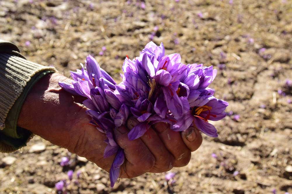 فروش عمده زعفران درجه یک